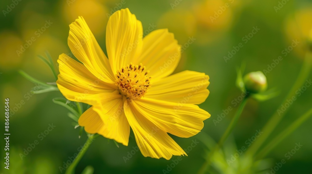 Obraz premium Bright yellow Cosmos flower closeup with a soft green background, ideal for natural landscape and flora designs
