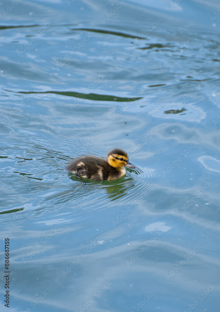 Little duckling are swimming in the water Little duckling are swimming in the water