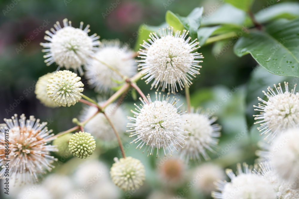 Beautiful Common buttonbush (Cephalanthus naucleoides) flowers. Beautiful Common buttonbush (Cephalanthus naucleoides) flowers.