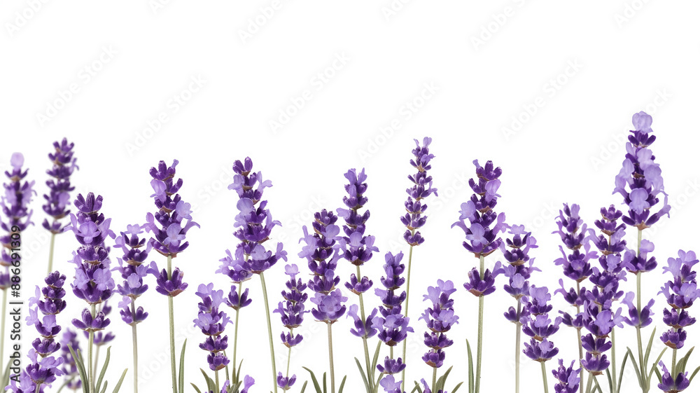 Naklejka premium flores en fondo blanco