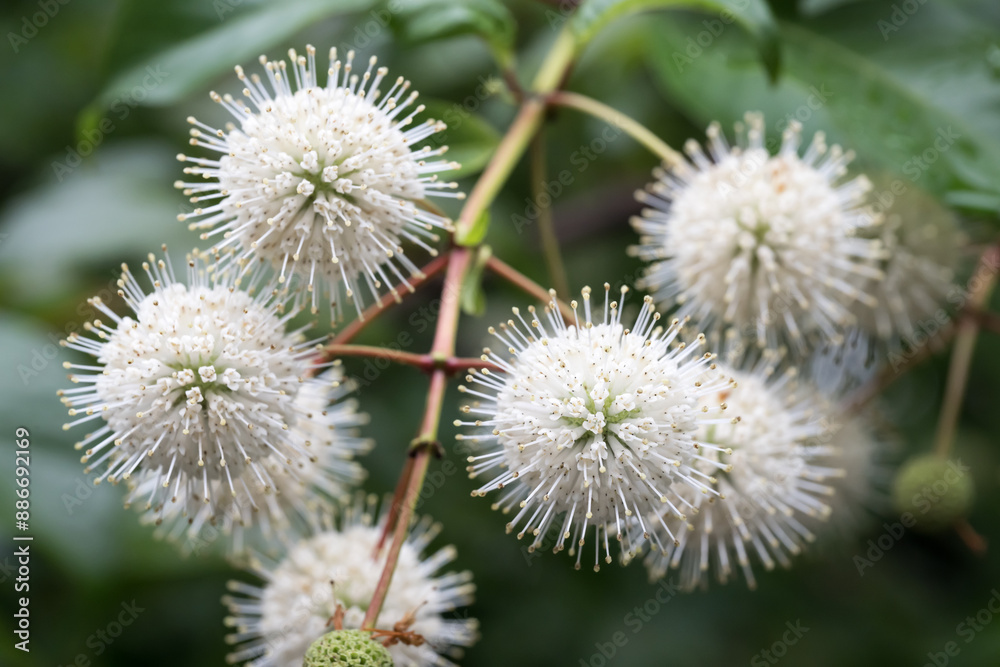 Beautiful Common buttonbush (Cephalanthus naucleoides) flowers. Beautiful Common buttonbush (Cephalanthus naucleoides) flowers.