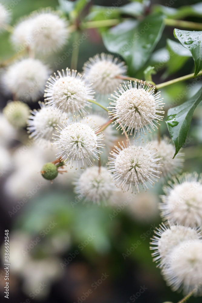 Beautiful Common buttonbush (Cephalanthus naucleoides) flowers. Beautiful Common buttonbush (Cephalanthus naucleoides) flowers.