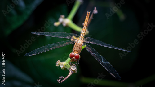 Brachythemis contaminata, is a species of dragonfly in the family Libelluidae. photo