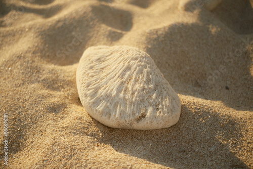 A piece of bleached coral washed ashore on a sandy beach photo