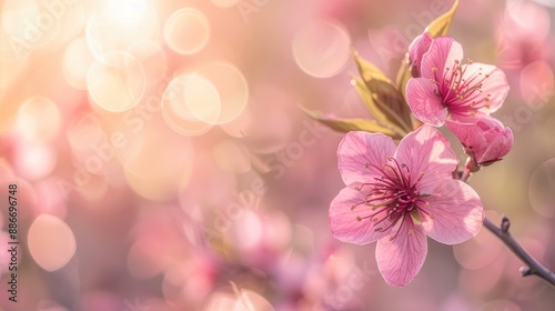 Pink cherry blossom tree with blurred background in sunlight close up view