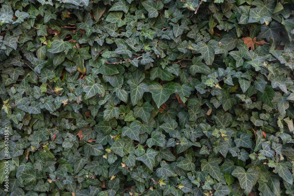 Dense Ivy Leaves Forming a Natural Green Wall Background in Daylight