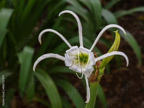 Closeup view of fresh white flower of spider lily hymenocallis narcissiflora aka ismene narcissiflora blooming outdoors on natural background photo