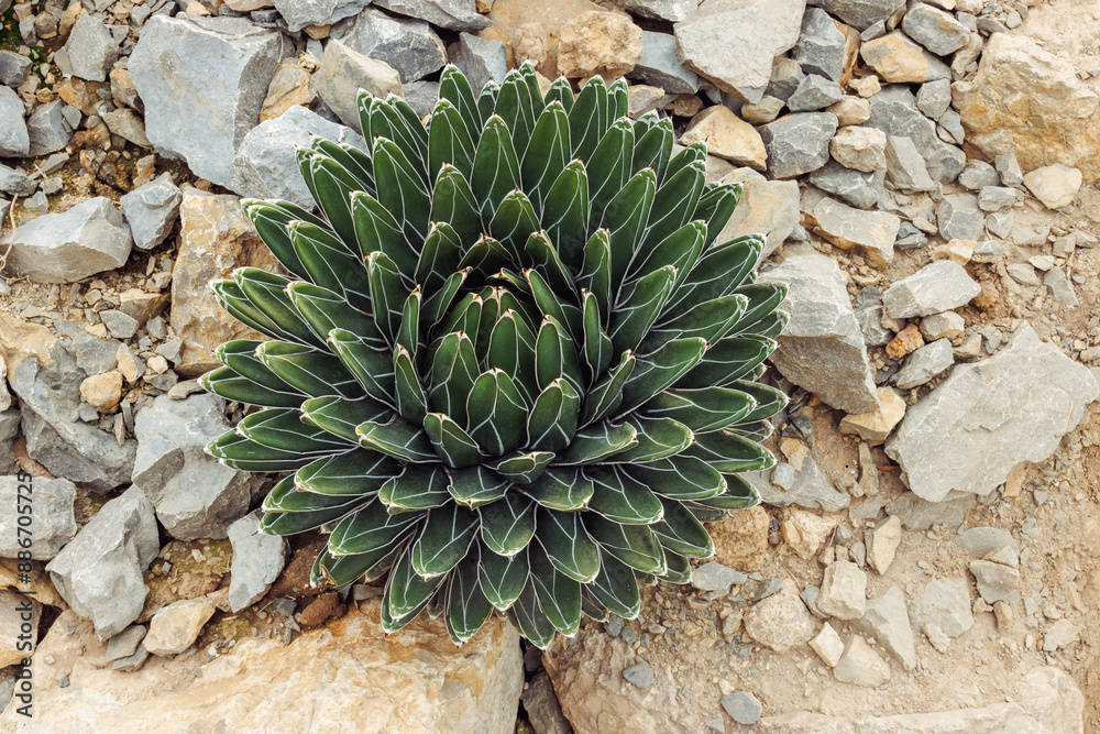Royal Queen Victoria agave Succulent plant growing amid rocky terrain, top view Royal Queen Victoria agave Succulent plant growing amid rocky terrain, top view