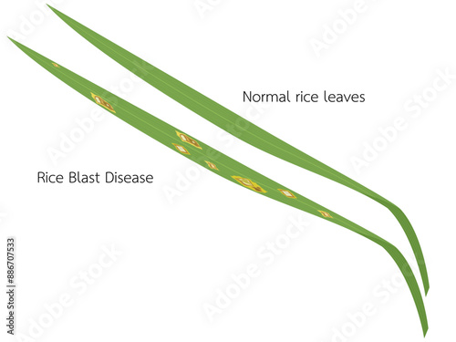 Rice Blast Disease that is spreading photo