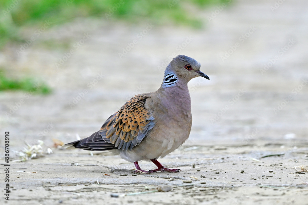 European turtle dove // Turteltaube (Streptopelia turtur) European turtle dove // Turteltaube (Streptopelia turtur)