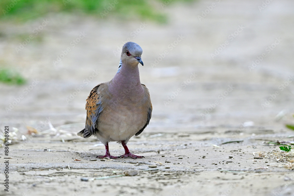 Turteltaube // European turtle dove (Streptopelia turtur) Turteltaube // European turtle dove (Streptopelia turtur)