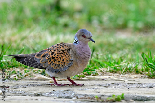 Turteltaube // European turtle dove (Streptopelia turtur) photo