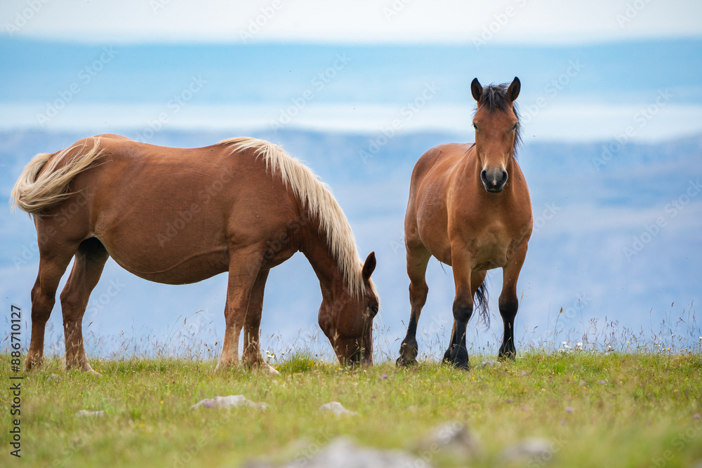 Free running horses on a mountain meadow against the backdrop of the Croatian Adriatic Sea. Free running horses on a mountain meadow against the backdrop of the Croatian Adriatic Sea.
