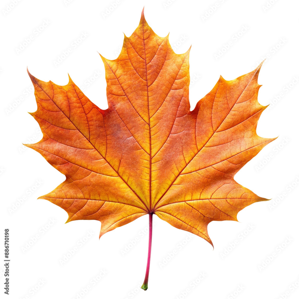 Maple leaf isolated on white background. Maple leaf isolated on white background.