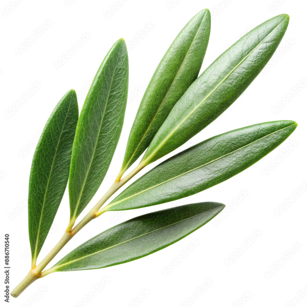 olive leaf isolated on white background. olive leaf isolated on white background.