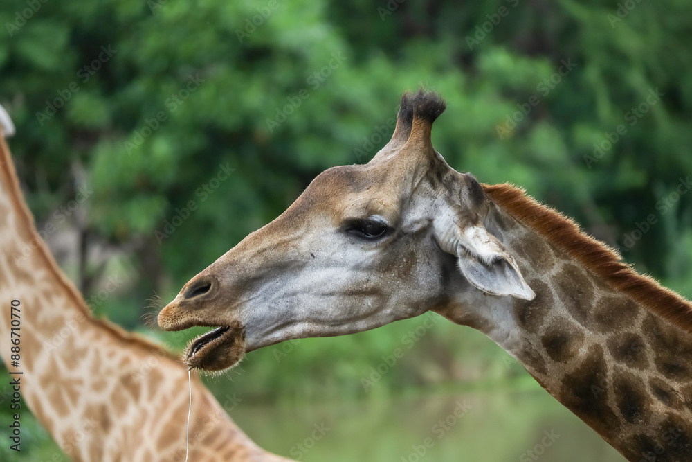 The giraffe had saliva flowing from its mouth, pretending to be hungry. The giraffe had saliva flowing from its mouth, pretending to be hungry.