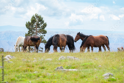 Free running horses on a mountain meadow against the backdrop of the Croatian Adriatic Sea.