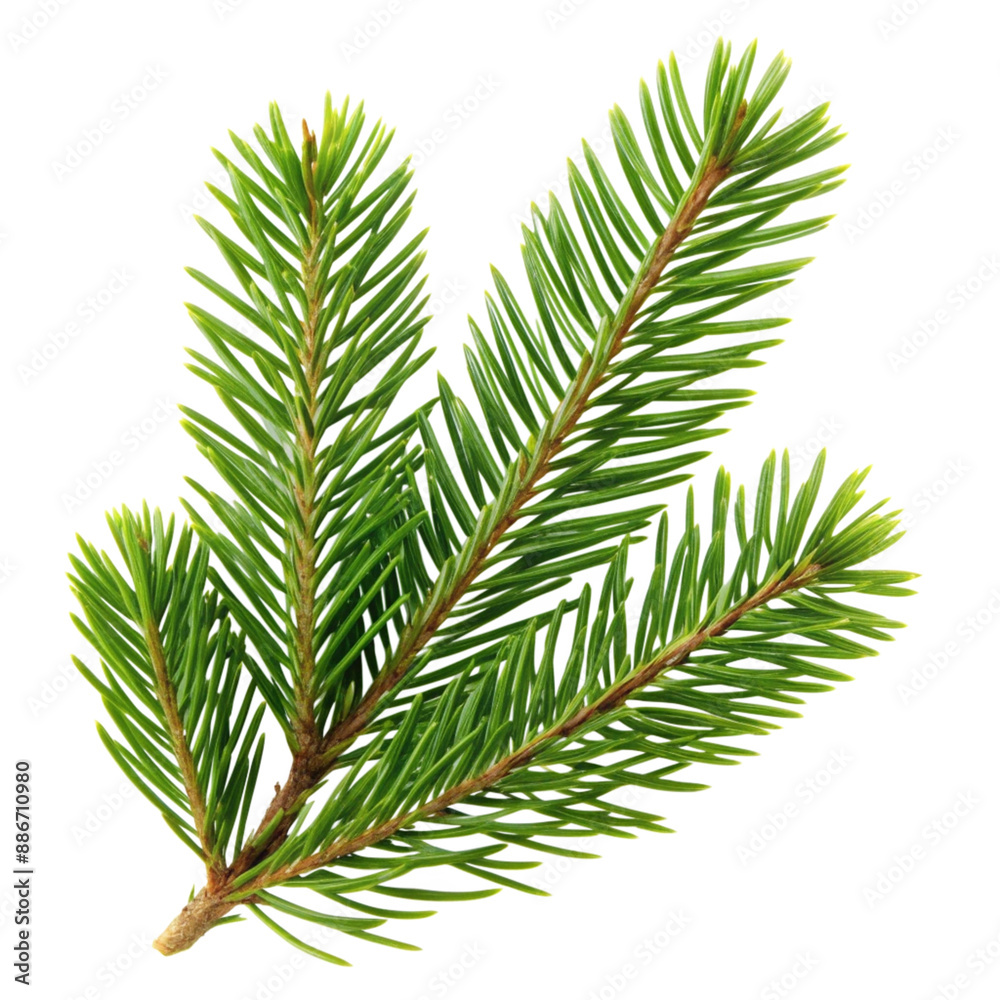 pine leaf isolated on white background.
