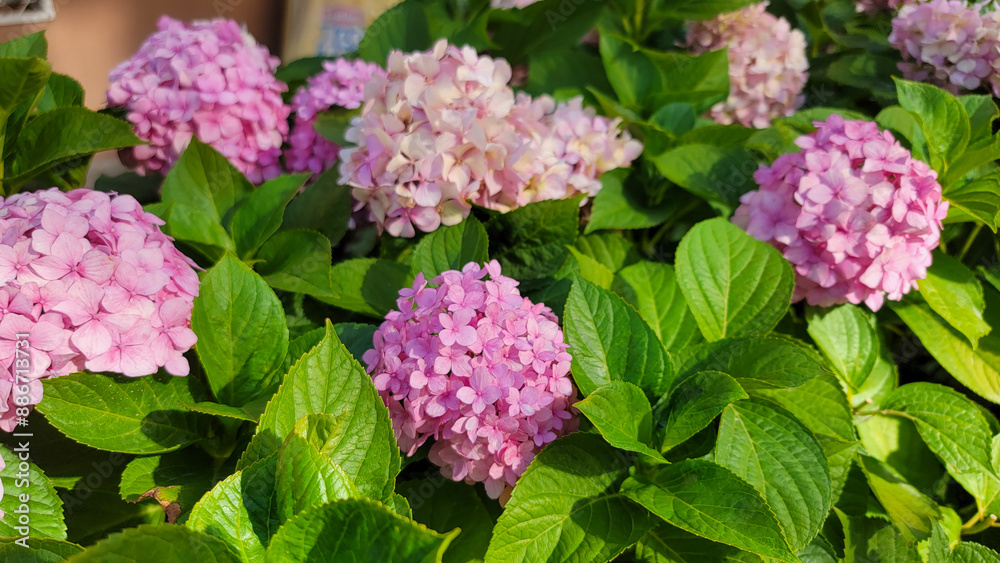 A bush with beautiful hydrangea flowers and green leaves A bush with beautiful hydrangea flowers and green leaves