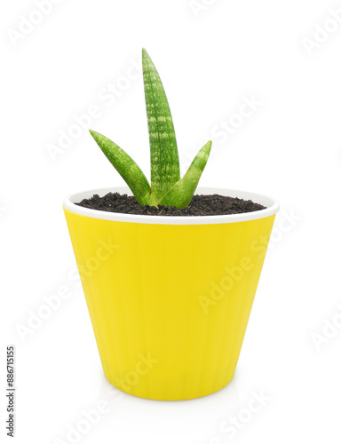 Young Sansevieria Cylindrica Boncel in yellow pot isolated on white. Indoor Cylindrical snake plant for minimalist design of interior.	       photo