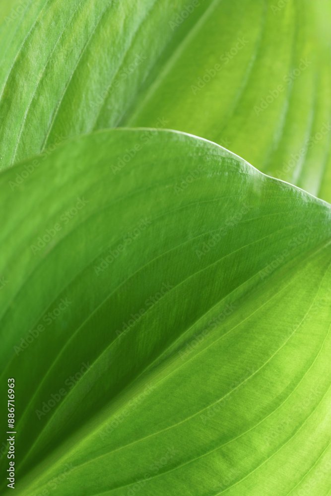 Close-up macro nature exotic bright green leave texture tropical Jungle plant abstract background.Curve leaf floral botanical desktop wallpaper,website cover backdrop. Close-up macro nature exotic bright green leave texture tropical Jungle plant abstract background.Curve leaf floral botanical desktop wallpaper,website cover backdrop.