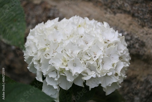 Hortensia blanc