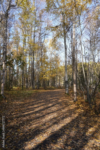 autumn in the forest