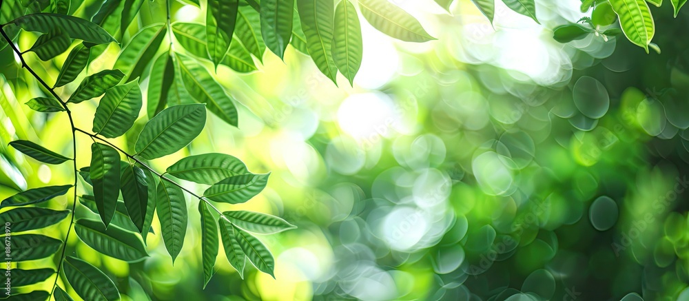Close up of tamarind leaves in a garden offering a refreshing view in a natural setting with copy space image for background usage Close up of tamarind leaves in a garden offering a refreshing view in a natural setting with copy space image for background usage
