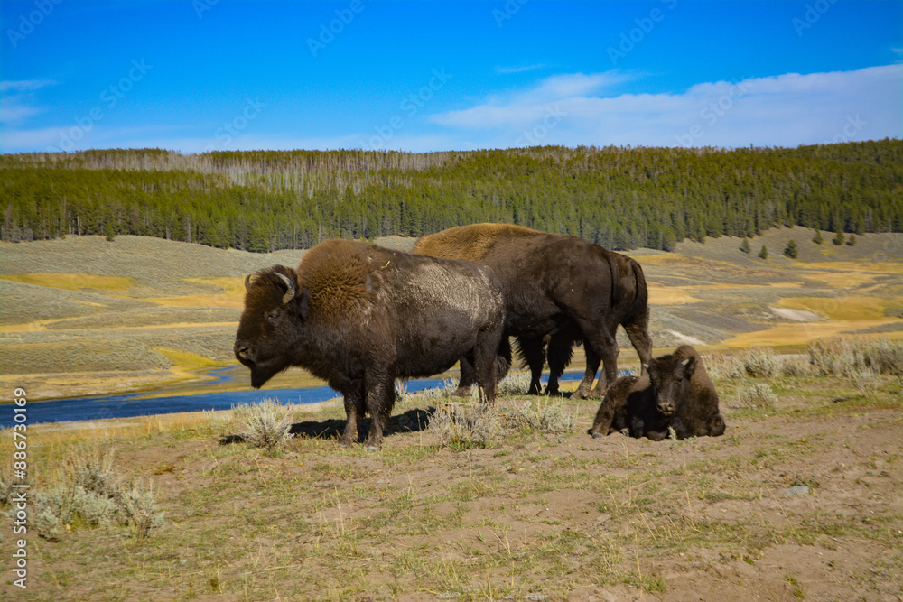 Bison family at Yellowstone Park Bison family at Yellowstone Park