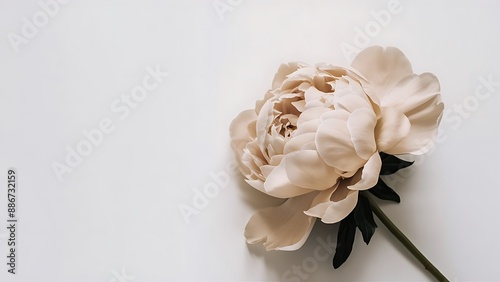 Lone beige peony on white background flat lay top view
