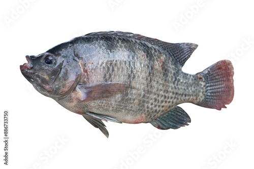 oreochromis niloticus isolated on a white blackground