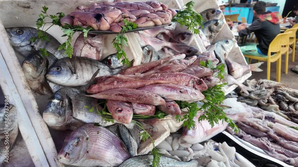 Closeup of Fresh Fish at the Fish Market in Agadir, Morocco
Closeup of Fresh Fish at the Fish Market in Agadir, Morocco