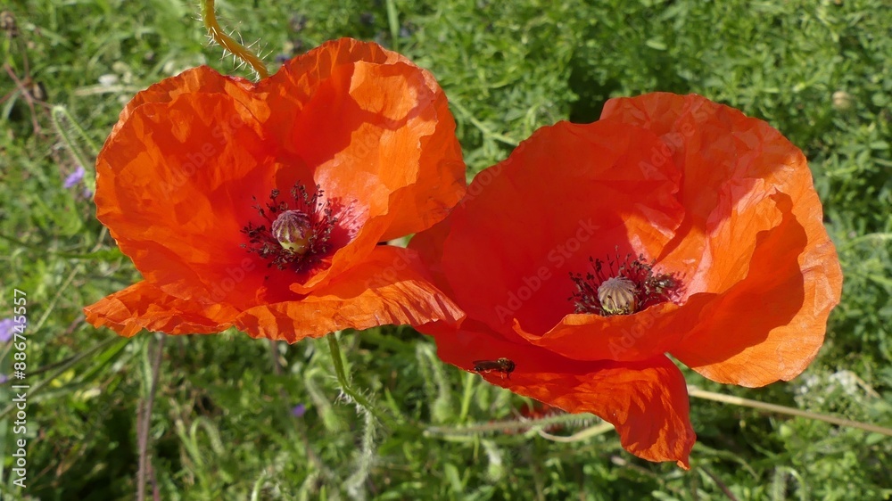 Obraz premium Mohn