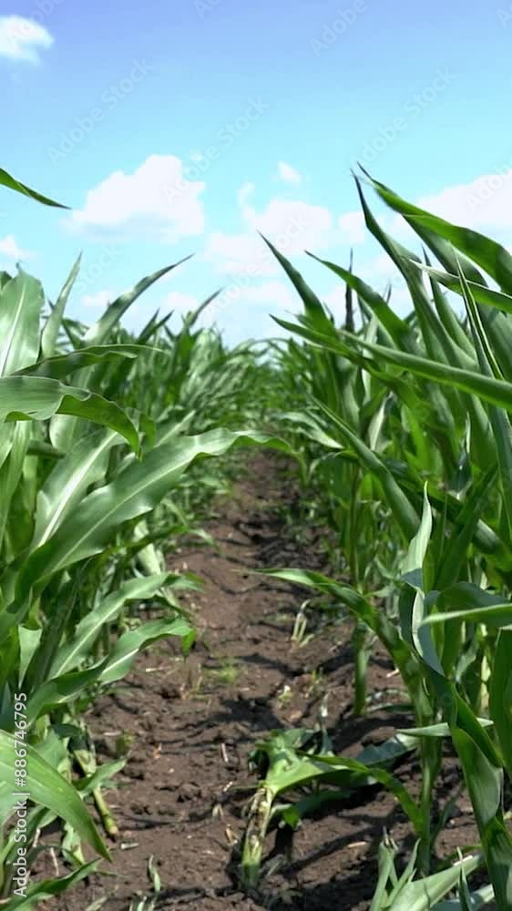 Slow Motion of Green Corn Plants Swaying in the Wind. Rows of Green Corn in the Field. Cornfield with Young Plants and Fertile Soil. Corn Farming. Slow Motion of Green Corn Plants Swaying in the Wind. Rows of Green Corn in the Field. Cornfield with Young Plants and Fertile Soil. Corn Farming.
