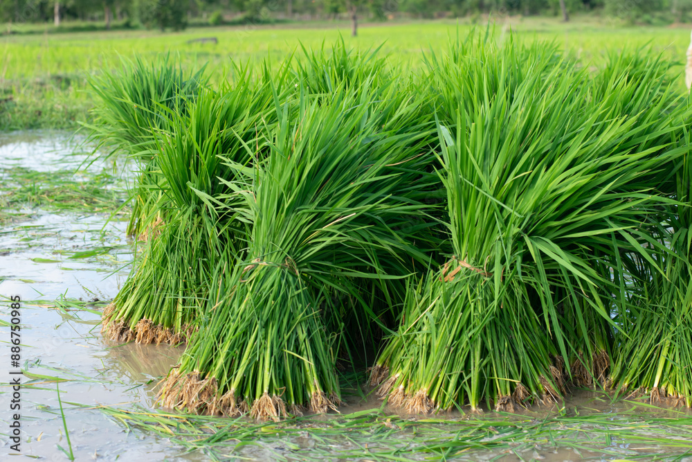 Farmers pull out rice seedlings for black embroidery during the black season of rice cultivation Farmers pull out rice seedlings for black embroidery during the black season of rice cultivation