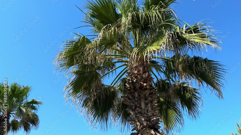 A green palm tree against a blue sky. Palm trees in the sunlight. View of palm trees against the sky with branches swaying in the wind