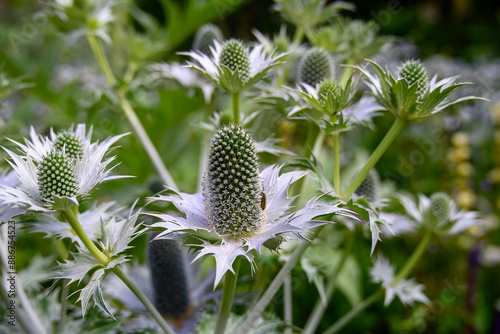 Eryngiums also known as sea holly with spiny leaves and a characteristic ruff around the flowerheads photo