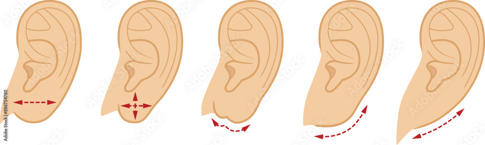 Shape of a human earlobe. Illustration vector isolated on white background Shape of a human earlobe. Illustration vector isolated on white background