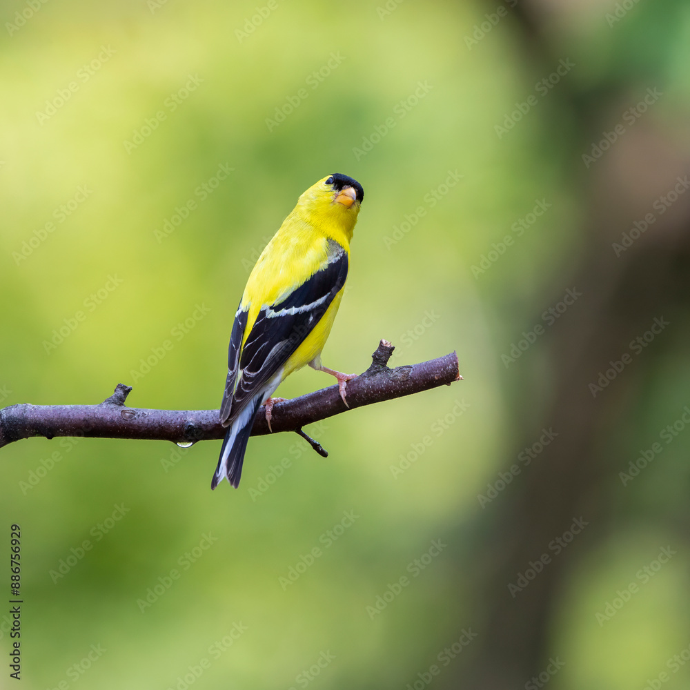 goldfinch on perch with yellowish background goldfinch on perch with yellowish background