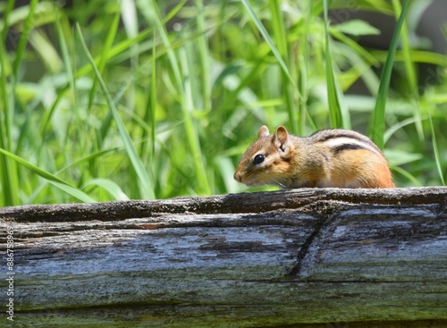 side view of a cute little chipmunk - Tamias striatus sitting on a fence, blurred green grass in the background