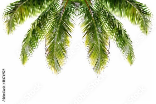 This high-quality image features a palm tree with exceptional sharpness and clarity.