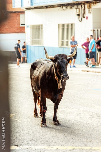 Bulls on the street in Sagunto, Spain 15 June 2024.Toros en la calle en Sagunto 15 de junio de 2024