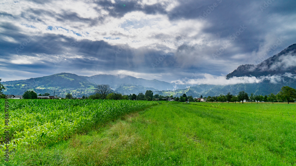 After a thunderstorm, scenery with corn growing at different heights in a flooded field and sun rays through cloud, light and dark green corn is partially submerged in water after a long storm, puddle After a thunderstorm, scenery with corn growing at different heights in a flooded field and sun rays through cloud, light and dark green corn is partially submerged in water after a long storm, puddle