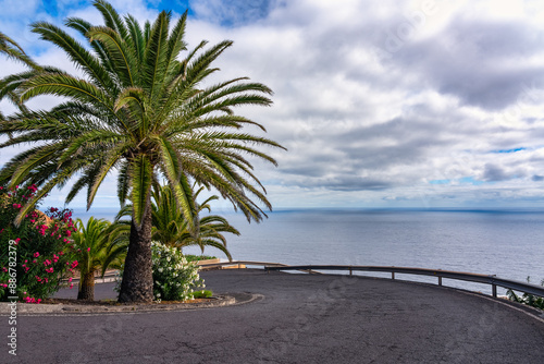 Tropical palm trees along the steep road that leads to the banana plantations of the island of La Palma, Canary Islands. photo