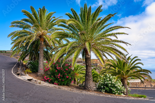 Tropical palm trees along the steep road that leads to the banana plantations of the island of La Palma, Canary Islands.