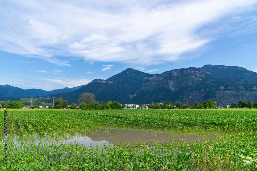 Fototapeta premium Corn growing at different heights in a flooded field, light and dark green corn is partially submerged in water after a long storm, puddles in the corn field, thunderstorm scene