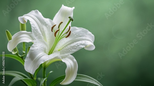 Flower on background, a depiction of amazing blossom. Bright and colorful, it's a gorgeous sight to behold.
