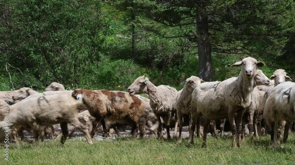 a large flock or herd of sheep and rams go out to pasture in a mountain gorge a large flock or herd of sheep and rams go out to pasture in a mountain gorge