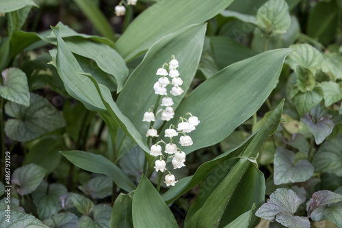 close up of bell shaped white flowers of Lily of the Valley Convallaria majalis photo