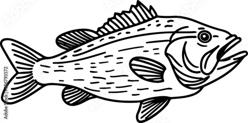 Illustration of a Detailed Bass Fish